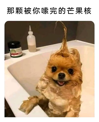 这是一张趣味网络梗图，图上方配有文字“那颗被你嗦完的芒果核”，主体是一只待在洗手池里的湿身博美犬：它的全身毛发被水打湿，头顶的毛发竖起，形态和被人啃嗦干净的芒果核顶部的果蒂部分高度相似；小狗睁着圆溜溜的眼睛，吐着舌头，表情看起来十分开心兴奋。这张图通过将小狗的湿态形象与嗦完的芒果核做类比，制造出强烈的搞笑反差感，能让观者联想到日常嗦芒果核的场景，产生趣味共鸣，属于宠物类的搞笑创意内容。