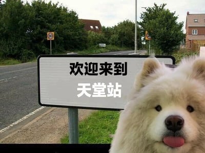 图片中展示了一个道路场景，路边立着一块白色路牌，上面用黑色和白色字体写着“欢迎来到天堂站”。背景中有树木、房屋以及一个限速60的交通标志。前景是一只毛茸茸的白色萨摩耶犬，它吐着舌头，表情可爱，似乎在“迎接”来到这里的人。整体画面给人一种轻松幽默的感觉。