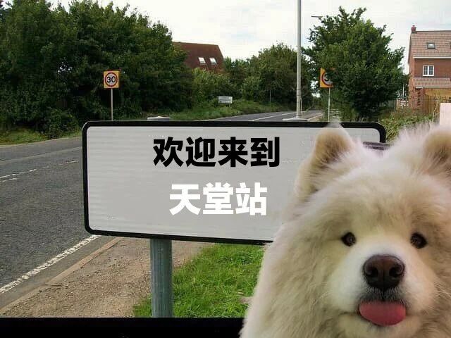 萨摩耶