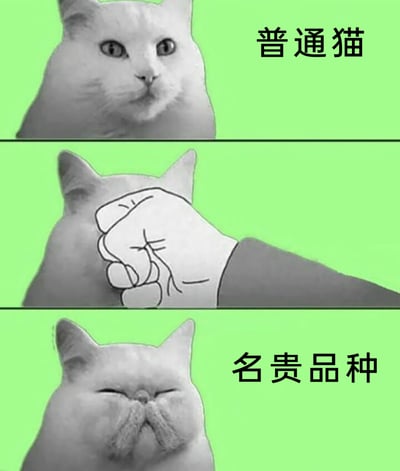 这是一张由三格画面拼接而成的搞笑宠物梗图，整体背景为浅绿色。第一格画面是一只表情平静的白色猫咪，右侧配文“普通猫”；第二格画面在猫咪脸部位置添加了手绘的拳头元素，呈现出拳头捏住猫咪脸部的动作；第三格画面是脸部被捏扁、双眼眯起的猫咪，右侧配文“名贵品种”。该梗图通过夸张且搞笑的方式，调侃现实中诸如异国短毛猫这类扁脸的名贵猫咪品种，利用前后画面的反差制造幽默效果，深受宠物爱好者喜爱，常被用于社交平台的宠物相关话题互动。
