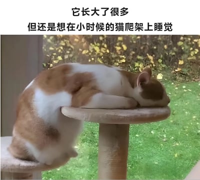 一张橘白相间的猫咪趴在小时候的猫爬架上睡觉的照片，上方配有文字说明‘它长大了很多 但还是想在小时候的猫爬架上睡觉’，展现了猫咪可爱的日常，带有温馨搞笑的氛围。