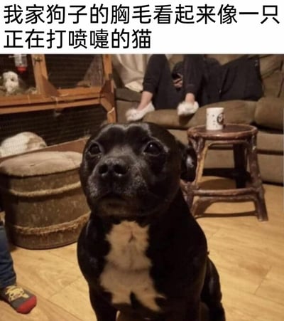 这是一张室内拍摄的真实宠物照片，画面主体是一只黑色短毛犬，它端坐在木质地板上，抬头望向上方，眼神懵懂。狗狗胸部的浅棕色毛发形状十分巧合，看起来像一只正在打喷嚏的猫。背景是温馨的居家环境，能看到棕色沙发、木质小边桌、圆形软凳，还有坐在沙发上的人的下半身，整体氛围生活化且充满趣味。