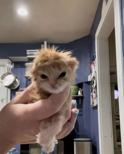 室内场景中，一只毛发蓬松凌乱的小橘猫被人用手轻轻捧起。小猫有着圆圆的大眼睛，眼神呆萌，毛色呈橘黄色，头顶毛发竖起像炸毛一般。背景是蓝色墙壁的房间，左侧有金属架子，上面摆放着锅具和杂物，右侧门框旁贴有照片或贴纸，天花板上的灯光照亮了整个画面，营造出温馨治愈的氛围。