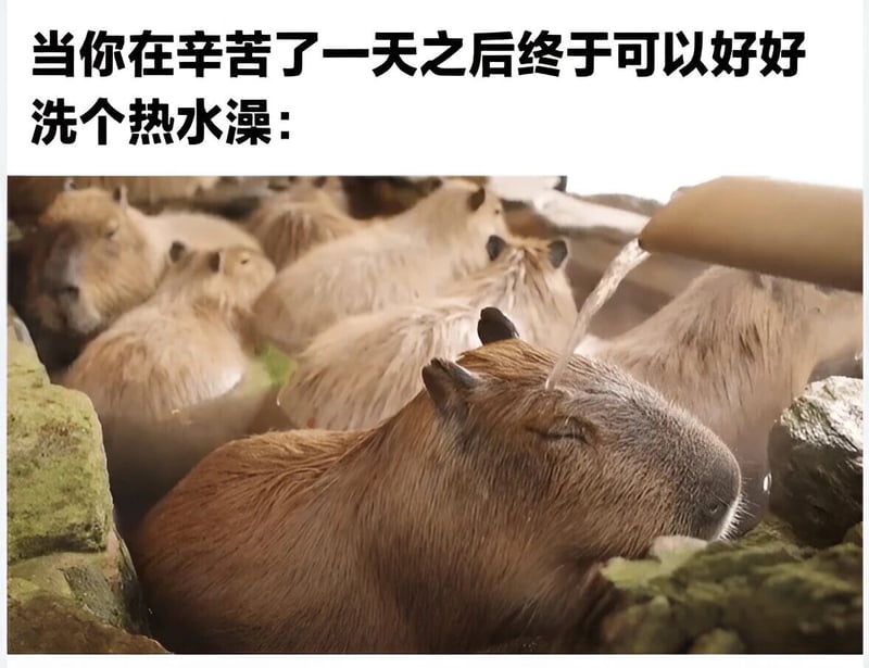 水豚