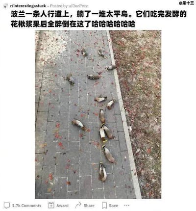 这是一张社交媒体转载的图文内容，上方配有中文说明文字，称波兰的一条人行道上有大量太平鸟，因食用了发酵的花楸浆果喝醉后全部躺倒在地。配图可见灰色砖块铺设的人行道上散落着不少红色的花楸浆果残渣，十余只太平鸟东倒西歪地躺在路面上，旁边是带有落叶的泥土地。界面保留了原Reddit发帖的来源标识、中文博主@呆十三的水印，以及Reddit平台底部的评论、颁奖、分享、保存等交互按钮。