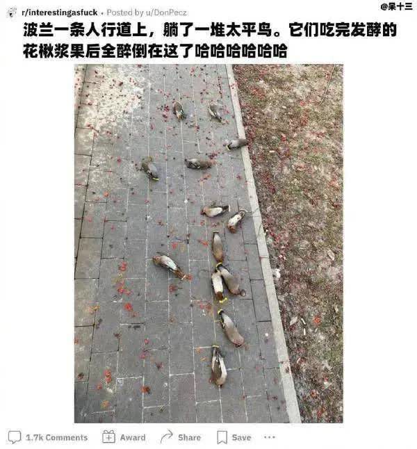 野生鸟类