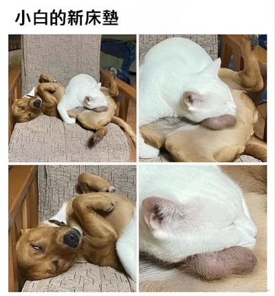 这是一张四格拼接图，展示了一只白猫和一只棕狗的温馨互动。标题为"小白的新床垫"，幽默地表现了白猫将棕狗的身体当作床垫来睡觉的有趣场景。四格图片从不同角度拍摄了两只动物依偎在一起的睡姿，白猫舒适地趴在狗身上，而狗则显得十分包容。整个画面充满了温馨可爱的氛围，展现了不同动物之间的和谐友谊。