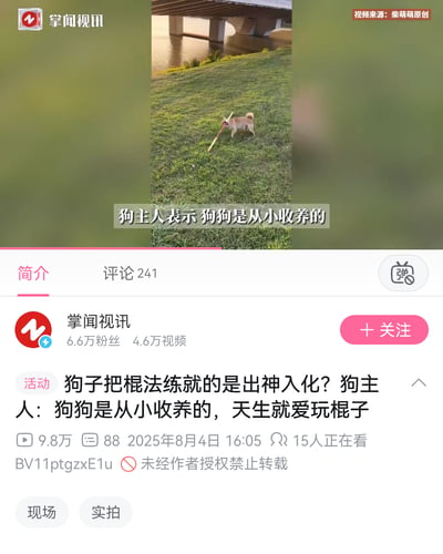 这是一张视频截图，展示了一只狗在草地上嘴里叼着棍子的场景。视频来自"掌闻视讯"平台，标题称这只狗"把棍法练就的是出神入化"。狗主人表示狗狗是从小收养的，天生就爱玩棍子。截图下方显示了视频平台的界面元素，包括账号信息（6.6万粉丝，4.6万视频）、观看数据（9.8万播放，88点赞）和发布时间（2025年8月4日16:05）。