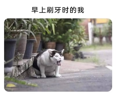 这是一张搞笑类表情包，顶部配有文字“早上刷牙时的我”，图中主体是一只黑白相间的胖猫咪，它蹲坐在户外的水泥路面上，身旁是摆放着盆栽的台阶；猫咪眼睛瞪大，嘴巴张开吐出舌头，表情滑稽又带着一丝茫然，完美还原了很多人早上刚起床刷牙时，还没完全清醒、神态懵懵的状态，用猫咪的搞笑神态来调侃日常起床后的疲惫与迷糊，生动又贴合生活场景，容易引发共鸣。