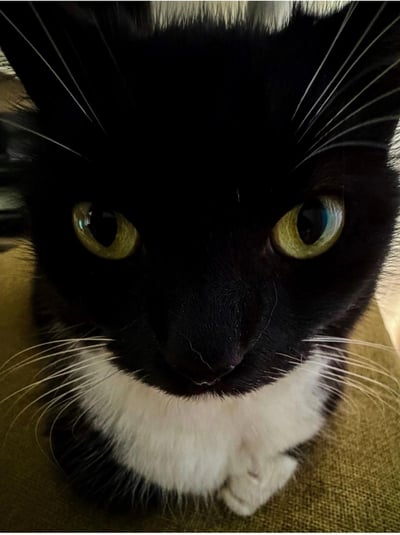 这是一张近距离拍摄的奶牛猫（黑白猫）特写照片，猫咪的黑色脸部占据画面大部分区域，胸口与爪子露出白色毛发。它的黄绿色大眼睛圆睁，紧紧锁定镜头，眼神严肃又专注，黑色长胡须清晰分明，整体画面传递出猫咪正认真审视的感觉，图中无谐音梗、双关或暗示内容。
