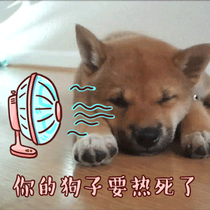 狗子热到不行？风扇旁的绝望小柴犬