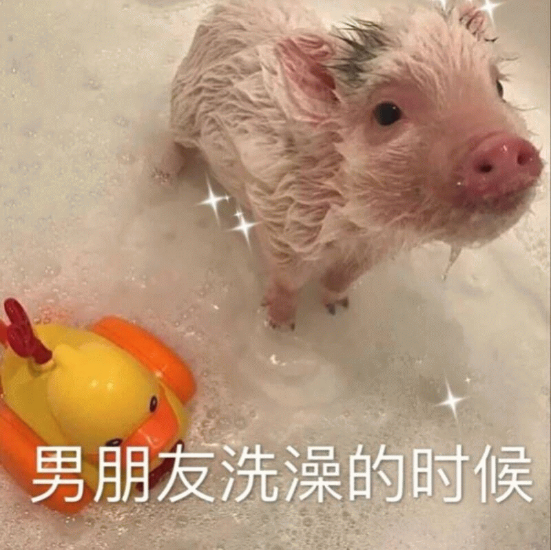 小猪洗澡模仿男朋友的可爱瞬间