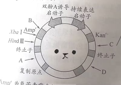 这是一张翻拍的分子生物学相关纸质资料的图片，主体是环状的质粒载体结构示意图，环上标注了双酚A诱导启动子、持续表达启动子、氨苄青霉素抗性基因（Ampʳ）、卡那霉素抗性基因（Kanʳ）、两种酶切位点Xba I和Hind Ⅲ、终止子、复制原点，还标注了A、B、C、D四个参考位置，底部有未显示完整的氨苄青霉素抗性相关说明文字。有人在质粒环内部的空白区域手绘了两个黑色圆点作为眼睛，X形线条作为嘴巴，将原本严肃的专业学术示意图改造成了看起来呆萌可爱的卡通形象，专业内容和趣味涂鸦形成强烈反差，具有搞笑效果，很容易引发相关专业学生的共鸣。