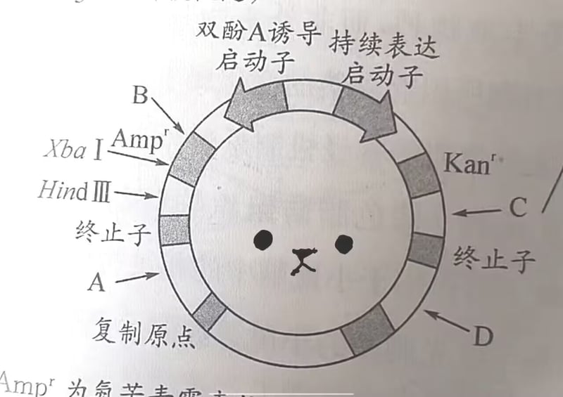 无特定原作，为网友在质粒示意图上的涂鸦创作