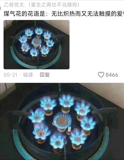 这是5月21日福建用户在社交平台分享的搞笑梗图，将燃气灶点燃后形状如花朵的火焰戏称为「煤气花」，并赋予它「无比炽热而又无法触摸的爱」的花语，用生活化的物品玩浪漫梗，既接地气又贴合521网络情人节的氛围，这条内容获得了8466个点赞。
**梗点说明**：「煤气花」是视觉+语义梗，火焰的形态类似花朵，同时煤气火焰炽热不能触碰，刚好对应文案里的爱，是一种搞怪的另类浪漫表达。