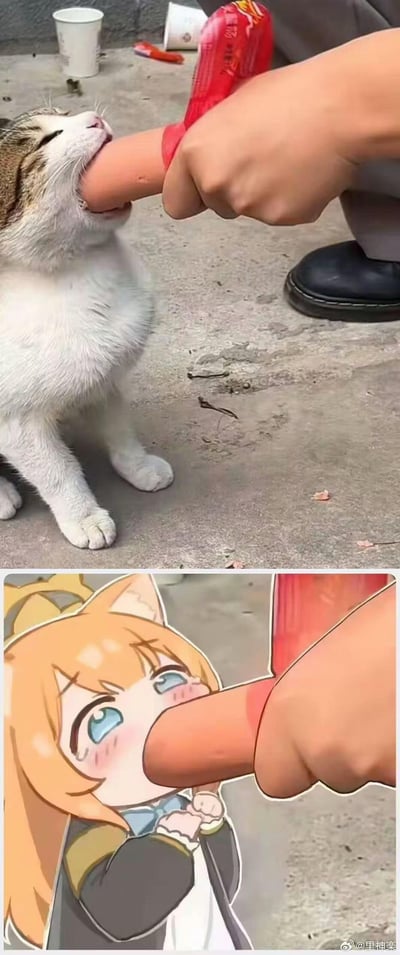 图片分为上下两部分。上半部分是一只橘白相间的猫咪，闭着眼睛，正开心地咬着一根被人用手拿着的香肠，背景是水泥地面，散落着一些杂物。下半部分则是一个动漫风格的橘发猫耳少女，有着蓝色的眼睛和红晕的脸颊，双手交叠在胸前，以与上半部分猫咪高度相似的姿势咬着香肠，表情害羞又可爱。整体通过将真实猫咪和动漫少女的相似动作进行拼接，营造出一种萌系又搞笑的对比效果。