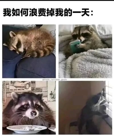 图片通过四格浣熊照片幽默演绎“浪费一天”的全过程：第一格浣熊蜷缩在蓝色物体上熟睡，第二格浣熊躺在床上用爪子拿着绿色手机专注观看，第三格浣熊趴在桌上对着空餐盘舔嘴（似刚吃完），第四格浣熊从窗户缝隙向外张望。上方配有文字“我如何浪费掉我的一天：”，用动物行为类比人类摆烂日常，引发共鸣。