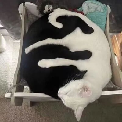 两只猫咪——一只全黑，一只全白——在一个小型木床里完美地蜷缩在一起，它们的身体位置和颜色形成了一个天然的阴阳图案。黑猫蜷缩在左侧，白猫蜷缩在右侧，它们的身体曲线相互契合，尾巴和腿部的摆放位置增强了这种视觉效果。背景中可以看到一个小毛绒玩具和绿色的布料，整个场景温馨而有趣。