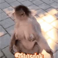 猴子缩略图
