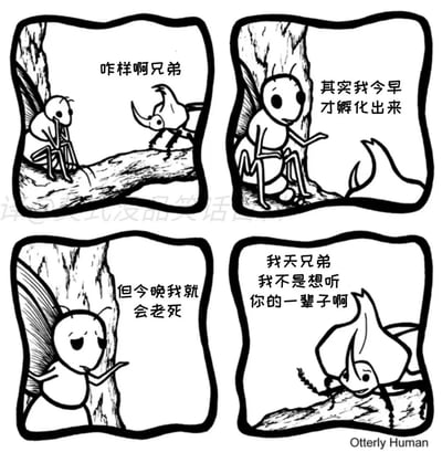 这是一则四格黑色幽默卡通漫画，第一格中，一只类似独角仙的昆虫向坐在树干旁的带翅膀昆虫打招呼：“咋样啊兄弟”；第二格中，这只带翅膀的昆虫（原型为蜉蝣，生命周期极短）平静地告知对方“其实我今早才孵化出来”；第三格中，它继续说道“但今晚我就会老死”；第四格中，打招呼的昆虫崩溃地喊出“我天兄弟 我不是想听你的一辈子啊”。漫画利用蜉蝣极短的生命周期制造出强烈的反差感，以冷幽默的方式调侃生命的短暂，同时也生动表现出原本只是想简单寒暄的昆虫，意外听完对方完整一生的尴尬与扎心。