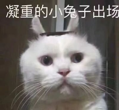 这是一张经过P图改编的静态单图，属于表情素材图。主体是一只表情严肃凝重的白色猫咪，它的头顶被添加了类似兔子耳朵的装饰，图片上方配有文字“凝重的小兔子出场”，将猫咪伪装成兔子，利用猫咪本身的严肃表情和“小兔子”的可爱设定形成反差，制造出诙谐搞笑的效果，适合在聊天时用来表达严肃又带点幽默的情绪。