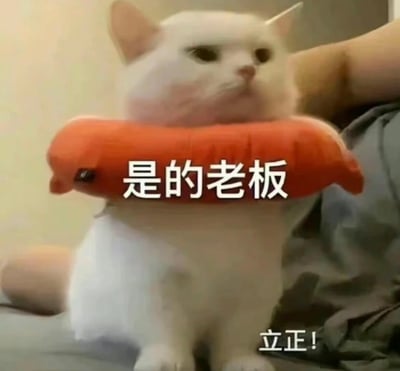 一只毛色雪白的猫咪端正坐着，脖子上套着一个橙色的圆柱形项圈，项圈上用白色大字写着“是的老板”，猫咪表情严肃，眼神专注地望向一侧，仿佛在认真回应指令。图片右下角还有“立正！”的文字，整体营造出一种猫咪被迫“服从命令”的搞笑场景，充满反差萌。