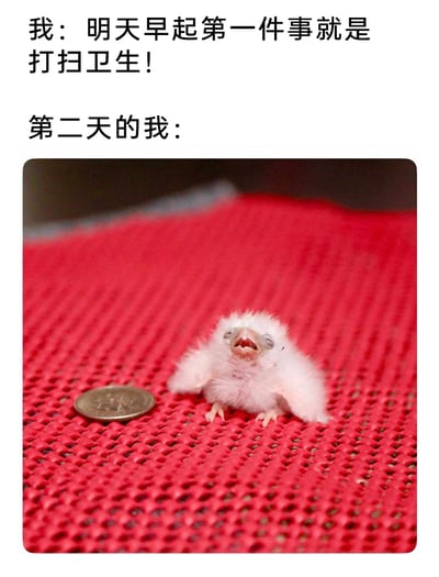 这是一张精准戳中大众日常痛点的自嘲类梗图，采用图文结合的形式呈现。上方文字分为两个部分，第一部分是“我：明天早起第一件事就是打扫卫生！”，展现出主人公满怀决心立下要早起做家务的flag的状态；第二部分是“第二天的我：”，下方搭配了一张真实拍摄的照片：一只刚孵化不久的白色幼鸟趴在红色网格垫上，它眼神涣散、嘴巴大张，看起来虚弱无力，旁边的一元硬币衬托出它的娇小，这只幼鸟的状态完美对应了主人公第二天起床后浑身无力、完全提不起劲，将之前立下的打扫卫生的计划彻底抛之脑后的状态，用生动的画面调侃了人们普遍存在的“立下计划却难以执行”的执行力不足的日常。