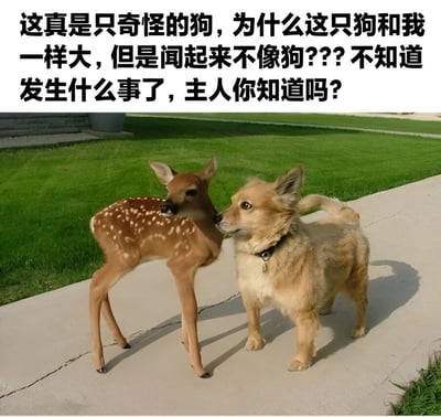 图片上方是一段以狗狗视角写的文字：'这真是只奇怪的狗，为什么这只狗和我一样大，但是闻起来不像狗???不知道发生什么事了，主人你知道吗?'。下方是一张真实照片，展示了一只戴着项圈的浅棕色小狗和一只带有白色斑点的小鹿并排站在人行道上，背景是绿色的草坪和灰色的建筑物。小狗正扭头嗅闻小鹿，两者体型大小相近，形成了有趣的对比。