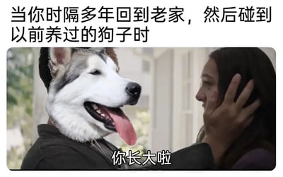 图片上方文字描述场景：'当你时隔多年回到老家，然后碰到以前养过的狗子时'。下方是一张经过人脸替换处理的图片，左侧人物头部被替换成哈士奇的脸，狗子吐着舌头、表情开心地注视着右侧的女性，女性则用手轻触脸颊，图片底部配有对白文字'你长大啦'。通过将狗子拟人化的创意处理，幽默展现了多年后与旧宠重逢时，宠物仿佛在感慨主人成长的温馨又搞笑的场景。