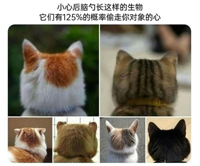 这是一张由六张猫咪实拍图拼接而成的趣味梗图，图片顶部配有文字“小心后脑勺长这样的生物 它们有125%的概率偷走你对象的心”。图中的六只猫咪均为从后方拍摄的视角，它们的后脑勺毛发分布、头部轮廓形态都与人类的后脑勺或脸部高度相似，形成了有趣的视觉错位效果。图中用夸张的125%概率的说法，调侃这类外形独特的猫咪有着极高的可爱度，很容易俘获他人（包括自己对象）的喜爱，整体风格轻松诙谐，充满宠物相关的趣味感。