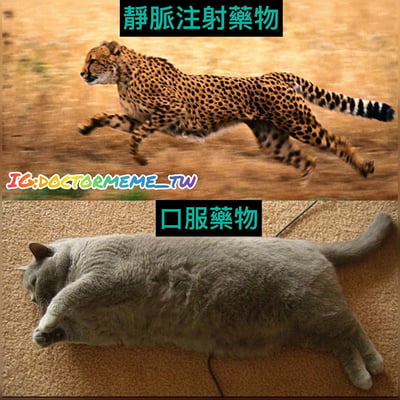 这是一张上下对比的幽默梗图。上半部分展示一只猎豹在黄色地面上高速奔跑，上方配有文字'静脉注射药物'，象征静脉注射药物起效迅速；下半部分则是一只体型肥胖的灰色猫咪慵懒地躺在地毯上，上方配有文字'口服药物'，通过猎豹的迅猛与猫咪的迟缓形成鲜明反差，幽默地对比了不同给药方式的效果速度差异。图片底部有彩色水印'IG:DOCTORMEEME_TW'。