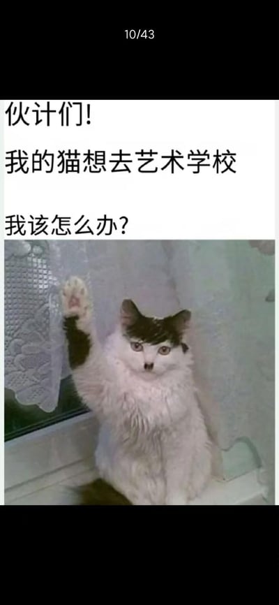 这是一张趣味图文梗图，上方配文“伙计们！我的猫想去艺术学校 我该怎么办？”，下方是一只黑白花色的真实猫咪，它头顶的毛色自然形成了类似齐刘海的造型，正坐在窗边高高举起一只爪子，仿佛在主动举手表达自己想去艺术学校的诉求，通过将猫咪的动作拟人化，制造出诙谐搞笑的效果，没有双关、谐音梗或暗示内容。