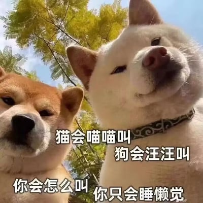 图片展示了两只柴犬在户外的场景，背景是绿色的树叶和蓝天。左边是一只棕色柴犬，右边是一只白色柴犬，两只狗都直视镜头，表情平静。图片上叠加了幽默文字："猫会喵喵叫 狗会汪汪叫 你会怎么叫 你只会睡懒觉"，通过动物叫声与人类行为的对比制造笑点，暗示观看者可能比较懒惰，喜欢睡懒觉。
