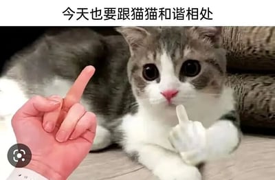 图片中一只灰白相间的猫咪正趴在地上，睁着大大的眼睛，表情看起来十分无辜。猫咪伸出一只爪子，做出类似人类竖中指的姿势。在猫咪左侧，有一只人类的手也正对着猫咪竖起食指。图片上方配有文字“今天也要跟猫猫和谐相处”，形成一种幽默的对比效果。