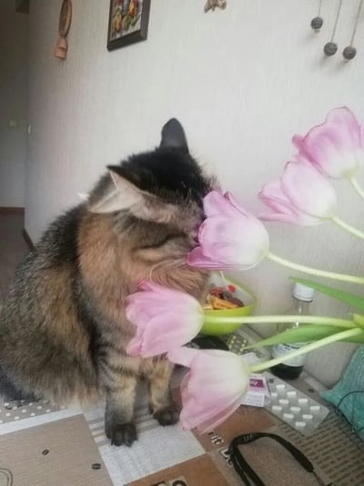 一只毛发蓬松的猫咪正低头嗅闻一束粉色郁金香，神情十分惬意。猫咪的毛色以黑色和棕色为主，耳朵竖起，眼睛微闭，似乎完全沉浸在花香中。背景是一个温馨的室内环境，墙上挂着装饰画和小挂件，桌子上摆放着绿色的碗、药瓶和药片包装等日常物品。整个画面充满了生活气息和温馨感。