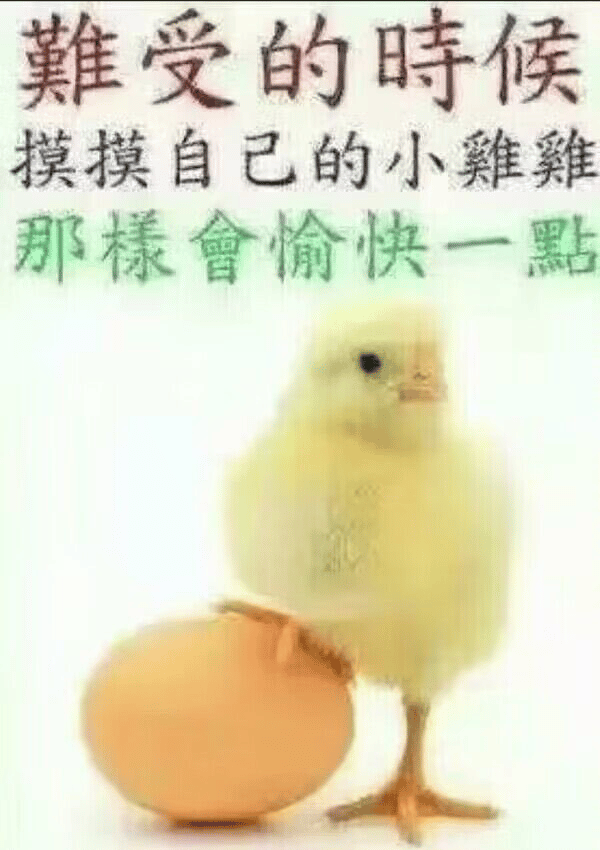 小鸡