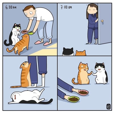 这是一幅四格卡通漫画，描绘了两只猫咪的“双标”投喂日常：1. 左上格（6:00AM）：一位男生端着猫粮碗投喂橘猫和黑白猫，两只猫咪都抬头露出期待的表情，等着进食。2. 右上格（7:00AM）：一位女生开门走出来，两只猫咪立刻转变了状态。3. 左下格：橘猫站起来讨好地蹭女生的腿，黑白猫则躺在地上露出肚皮撒娇，和面对男生时的状态截然不同。4. 右下格：女生端着猫粮碗投喂时，两只猫咪得意地击掌，仿佛达成了“通过不同态度获取更多食物”的共识，生动展现了猫咪的小机灵和双标行为，充满趣味。