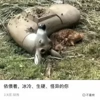 小鹿