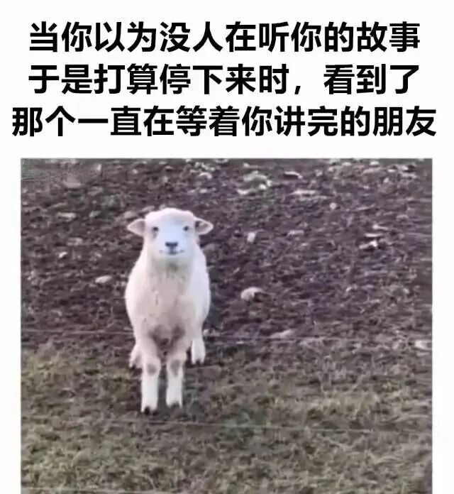 小羊