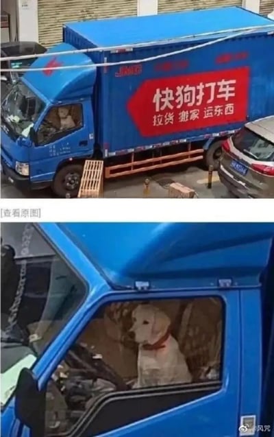 这是一组上下拼接的静态图，上图展示了一辆蓝色的快狗打车货运卡车，车身上印有“快狗打车 拉货 搬家 运东西”的标语，驾驶座位置能看到有一只狗；下图是驾驶座的特写，清晰显示一只拉布拉多犬平静地坐在驾驶座上，和车身的“快狗打车”品牌名形成了有趣的巧合，仿佛这只狗就是品牌的“专属司机”，充满了趣味性。