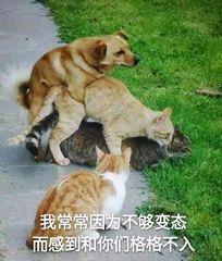 图片中一只狗正骑在一只猫的身上，背景是人行道和草地。图片底部配有文字：“我常常因为不够变态而感到和你们格格不入”。通过动物间的荒诞行为与自嘲文字结合，形成幽默讽刺效果，表达因自身“不够出格”而与他人显得格格不入的感受。