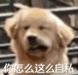 图片中是一只金毛犬，表情略带疑惑地直视前方，图片底部有白色文字'你怎么这么自私'。整体采用真实宠物照片加文字配文的 meme 形式，常用于日常吐槽他人自私行为时使用，带有幽默调侃的意味。