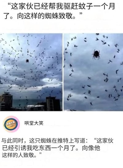 这是一张左右对比的图文混排搞笑梗图，左侧是隔着玻璃拍摄的窗外城市建筑与天空，玻璃上爬满了蚊子还有一只蜘蛛，看起来蜘蛛仿佛在捕食蚊子；右侧是玻璃区域的放大图，更清晰地呈现了蜘蛛和周围的蚊子。图的上方配文是人类视角的吐槽，称蜘蛛帮自己驱赶了一个月蚊子，要向蜘蛛致敬；下方配文是反转的蜘蛛视角，调侃蜘蛛认为是人类引诱自己吃了一个月的食物，要向这样的人类致敬，通过双向误会的反差感制造笑点，左下角还带有“哄堂大笑”的标识。