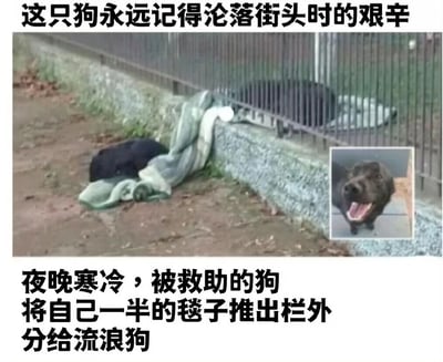 图片上方配有文字“这只狗永远记得沦落街头时的艰辛”，主体画面中一只黑色狗狗躺在栅栏旁，身下的绿色毯子被部分推出栅栏外。右下角有一个小插图，显示同一只狗狗张着嘴、看起来很开心的样子。图片下方文字说明“夜晚寒冷，被救助的狗将自己一半的毯子推出栏外分给流浪狗”，整体展现了被救助狗狗出于同理心分享温暖给流浪同伴的感人场景。