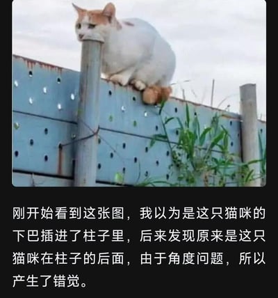 这是一张充满趣味的错位摄影图：画面里一只白橘相间的猫咪趴在蓝色带孔的金属护栏上，因为拍摄角度的巧合，猫咪的头部被前方的立柱挡住，第一眼看上去像是它的下巴插进了柱子里，制造出非常滑稽的视觉错觉。下方配文详细解释了这个错觉的成因，让人恍然大悟，充满了生活化的搞笑感。