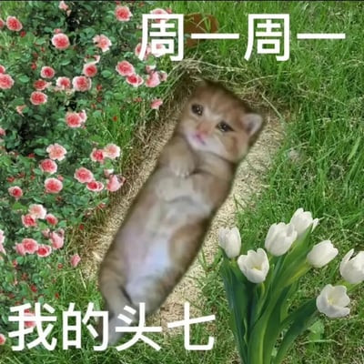 这是一张针对职场打工人的自嘲式网络梗图，画面通过图片合成的方式，将一只表情委屈的橘色小猫放置在草地的土坑中，周围搭配了粉色小花与白色郁金香作为装饰。图中上方配文“周一周一”，下方配文“我的头七”，用夸张且诙谐的比喻，把周一上班的痛苦感受比作“头七”，强烈表达了打工人在周一面对工作时的抗拒、疲惫与煎熬，引发职场群体的情感共鸣。