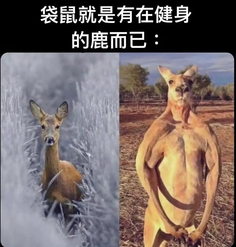 袋鼠