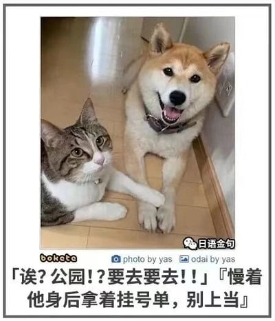 这是一张带边框的静态单图，属于文字加注的原始宠物拍摄图。画面中一只表情兴奋、张嘴吐舌的柴犬和一只眼神疑惑的狸花猫趴在室内地板上，狸花猫的一只前爪搭在柴犬的爪子上。图片底部配有中文搞笑配文，模拟狸花猫和旁白的对话：狸花猫兴奋地喊着‘诶？公园！？要去要去！！’，旁白则提醒‘慢着 他身后拿着挂号单，别上当’，营造出柴犬哄骗猫咪去医院，猫咪误以为要去公园的趣味场景，通过宠物的反差感制造搞笑效果。