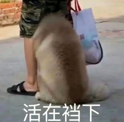 图片中一只金毛犬正乖巧地坐在一位行人的双腿之间，行人穿着黑色凉鞋和墨绿色短裤，右手提着一个白色购物袋。画面底部配有文字“活在裆下”，利用“裆下”与“当下”的谐音制造幽默效果，调侃狗狗此刻正处于人腿间的位置，仿佛在“活在当下”。整体场景充满生活气息，狗狗的姿态和文字的巧妙结合形成了轻松搞笑的氛围。