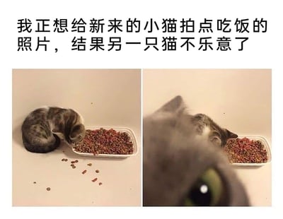 这是一张左右拼接的对比图，上方配有文字说明“我正想给新来的小猫拍点吃饭的照片，结果另一只猫不乐意了”。左侧画面中，一只花纹小猫正低头专注地吃着白色餐盒里的猫粮，餐盒旁散落了几颗猫粮；右侧画面里，花纹小猫仍在进食，但一只灰色猫咪的大脸占据了画面的大部分区域，它的眼睛直视镜头，明显是故意抢镜，以此表达对主人只关注新来小猫的不满，整个画面充满了搞笑又温馨的养猫日常氛围。